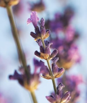 blurry-lavender-flowers-with-blue-background-600×429