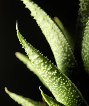 close-up-green-succuletn-plant-leaves-scaled