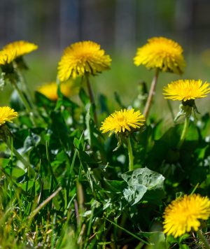 Selective focus shot of beautiful yellow flowers on a grass-covered field